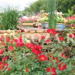 Московский фестиваль садов и цветов 