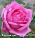 POMPADOUR (Помпадур)