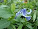 Клематис INTEGRIFOLIA (Интегрифолия)