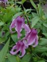Клематис INTEGRIFOLIA "ROSEA" (Интегрифолия Розеа)