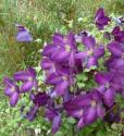 Клематис JACKMANII "PURPUREA" (Жакмана Пурпуреа)