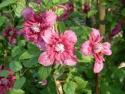 Клематис "PURPUREA PLENA ELEGANS" (Пурпуреа Плена Элеганс)