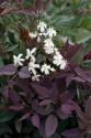 Клематис "PURPUREA" (Пурпуреа)
