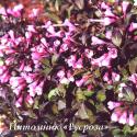 Вейгела цветущая "Нана Пурпуреа" (Weigela florida "Nana Purpurea")