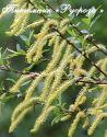 Ива увлажненная (Salix irrorata)