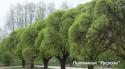 Ива ломкая "Буллата" (Salix fragilis 'Bullata')