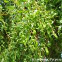 Ива золотистая "Эритрофлексуоза" (Salix sepulcralis 'Erythroflexuosa')