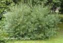 Ива розмаринолистная (Salix rosmarinifolia)