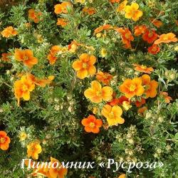 Лапчатка кустарниковая "Хоплейс Оранж" (Potentilla fruticosa "Hopleys Orange")