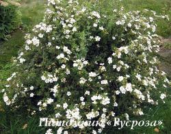 Лапчатка кустарниковая "МакКейс Уайт" (Potentilla fruticosa "McKay’s White")
