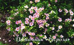 Лапчатка кустарниковая "Лавли Пинк" (Potentilla fruticosa "Lovely Pink")