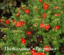 Лапчатка кустарниковая "Мэрион Ред Робин" (Potentilla fruticosa "Marian red Robin")