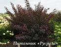 Пузыреплодник калинолистный "Андре" (Physocarpus opulifolius "Andre")