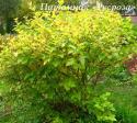 Пузыреплодник калинолистный "Наггет" (Physocarpus opulifolius "Nugget")