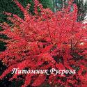 Барбарис Тунберга "Red DJ" (Berberis Thunbergii)