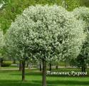 Вишня шаровидная "Умбракулифера" (Prunus cerasus Umbraculifera)
