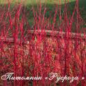 Дерен кроваво-красный (Cornus sanguinea)