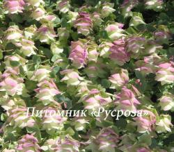 Душица круглолистная "Kent Beauty" (Origanum rotundifolium)