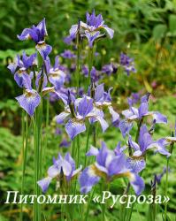 Ирис сибирский  "Blue King" (Iris sibirica)