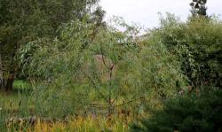 Ива "Плакучий гном" (Salix blanda x S. alba)