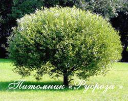 Ива ломкая Шаровидная (Salix fragilis f. globosa)