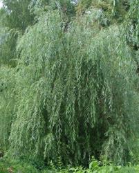 Ива "Идеал" (Salix blanda x S. alba)