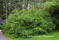 Ива удская "Секка" (Salix udensis «Sekka»)