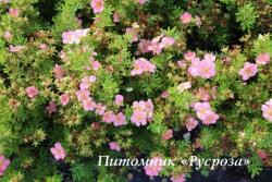 Лапчатка кустарниковая "Пинк Куин" (Potentilla fruticosa "Pink Queen")