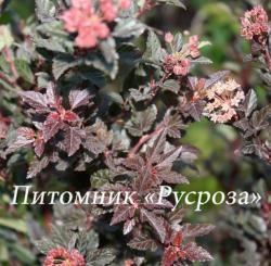 Пузыреплодник калинолистный "Литэл девэл" (Physocarpus opulifolius "Little devil")