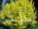 Барбарис Тунберга "Aurea" (Berberis thunbergii)
