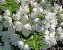 Чубушник сортовой “Монблан” (Philadelphus “Mont Blanc”)
