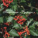 Рябина промежуточная или шведская (Sorbus intermedia)