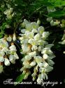 Акация белая (Робиния псевдоакация) (Robinia pseudoacacia)