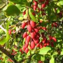 Барбарис обыкновенный (Berberis vulgaris)