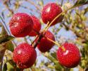 Боярышник перистонадрезанный "Биг Мао Мао" (Crataegus pinnatifida “Big Мао-Мао”)