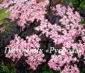 Бузина черная (Sambucus nigra) "Black Lace"