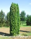 Туя западная колоновидная (Thuja occidentalis "Columna")