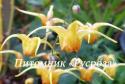 Горянка "Amber Queen" (Epimedium hybrida)