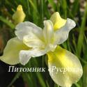 Ирис сибирский "Butter and Sugar" (Iris sibirica)