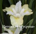 Ирис сибирский "Moon Silk" (Iris sibirica)