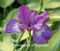 Ирис сибирский "Sparkling Rose" (Iris sibirica)