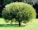 Ива ломкая Шаровидная (Salix fragilis f. globosa)