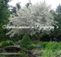 Лох серебристый (Elaeagnus commutata)