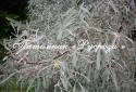 Лох узколистный (Elaeagnus angustifolia)