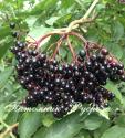 Бузина чёрная (Sambucus nigra) "Черная гроздь"