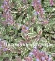 Шалфей лекарственный "Tricolor" (Salvia officinalis)