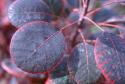 Скумпия кожевенная “Роял пепл” (Cotinus coggygria “Royal Purple”)