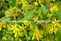 Смородина душистая (Ribes odoratum)