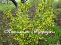 Смородина золотистая (Ribes aureum)