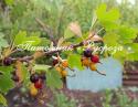 Смородина золотистая (Ribes aureum)
